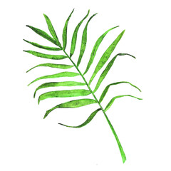 watercolor palm leaf. Summer bright tropical element