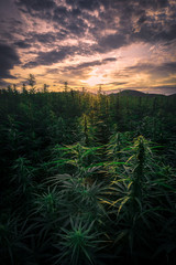 Cannabis Field during the Sunrise or Sunset in Summer