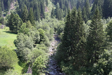 Forests in the Alps in Trentino Alto Adige