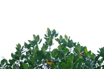 Jackfruit tree leaves with branches on white isolated background for green foliage backdrop 