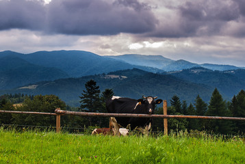 Beskid Sądecki - Karpaty Góry © BARONPHOTOGRAPHY.EU