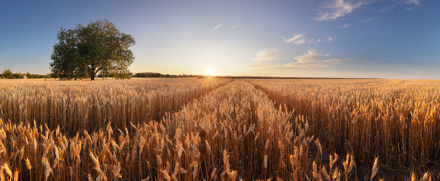 Wheat field. Ears of golden wheat close up. Beautiful Rural Scenery under Shining Sunlight and blue sky. Background of ripening ears of meadow wheat field. © TTstudio