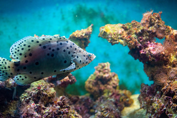 Small fish swim in aqurium