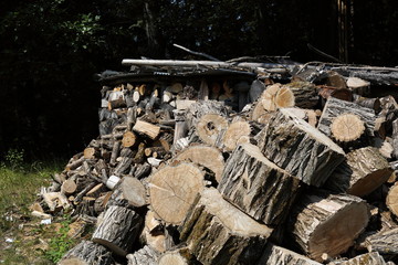 Fototapeta premium Stacks of wood for fire, in the woods of Trentino Alto Adige