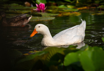 Nice snow white goose on lake nature wild birds 