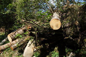 Stacks of wood for fire, in the woods of Trentino Alto Adige