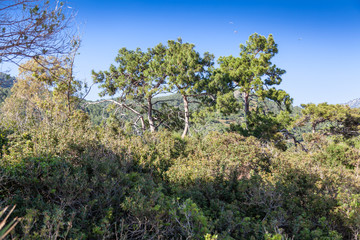 View on the summer mountains 5