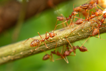 ant on tree nature garden