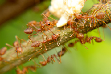 ant on tree nature garden