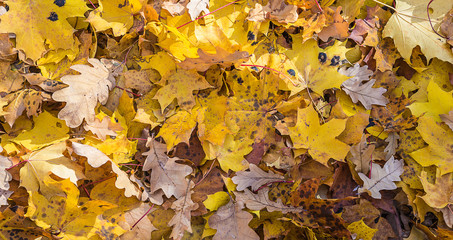 Autumn leaves fall on sunny day