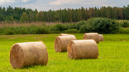 Zielona Dolina Narwi. Lato na Podlasiu © podlaski49