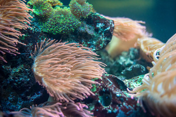 Small fish swim in aqurium