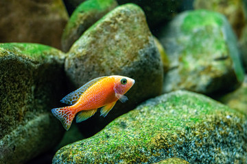 Small fish swim in aqurium