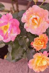 beautiful flower