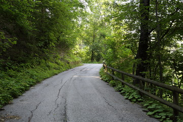 Forests in the Alps in Trentino Alto Adige