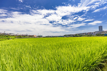 Obraz premium 横浜郊外の水田地帯