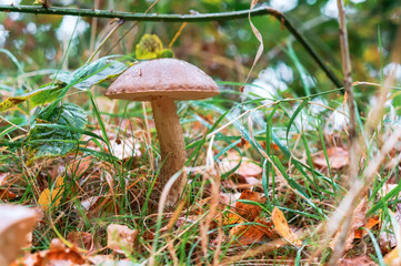 Borovik mushroom in the forest. Edible mushroom in the autumn forest.