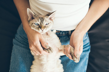 Devon rex cat, mascotas y sus dueños
