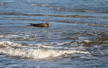 Fototapeta premium Seehund Baby Heuler relaxt am Strand, Reise Wattenmeer Norderney