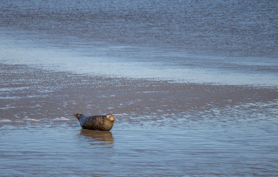Seehund Baby Heuler relaxt am Strand, Reise Wattenmeer Norderney