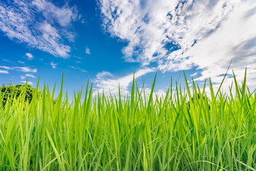 青空と水田の稲