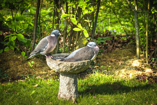 Pigeon couple sitting on a birdbath