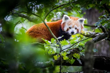 Foto op Plexiglas panda red © jurra8
