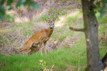 deer in the forest