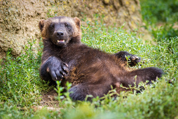 wolverine