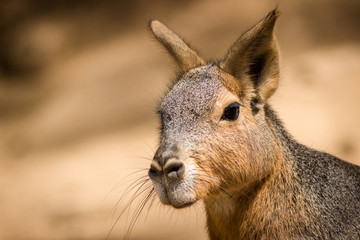 donkey in zoo