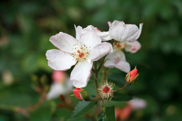 delicate white and pink flowers on the rosehip Bush close-up