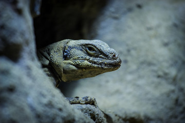 lizard 