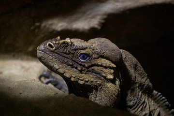 lizard