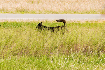 Black wild dog running in the grass