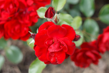 the buds of the garden of red roses close-up