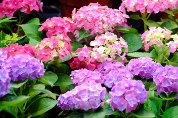 Colorful hydrangea flower blossom and growing in a pot with green leaves