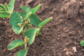 Shoots of green beans sprouts on field close up
