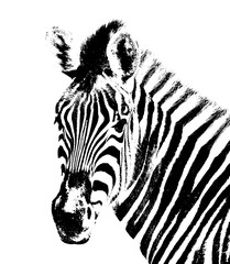 Fototapeta na wymiar Close up of a Zebra in black and white
