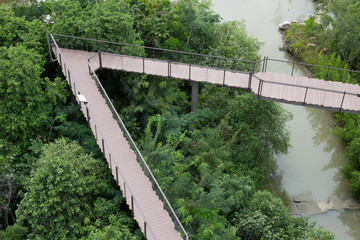 bridge in the forest