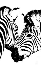 Close up of Zebras in black & white