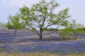 tree in the field