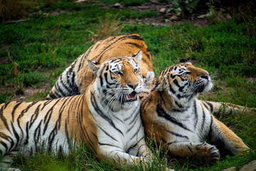 tiger play on grass,three tigers