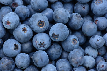 Blueberries ripened large fresh berries delicious healthy food for dessert