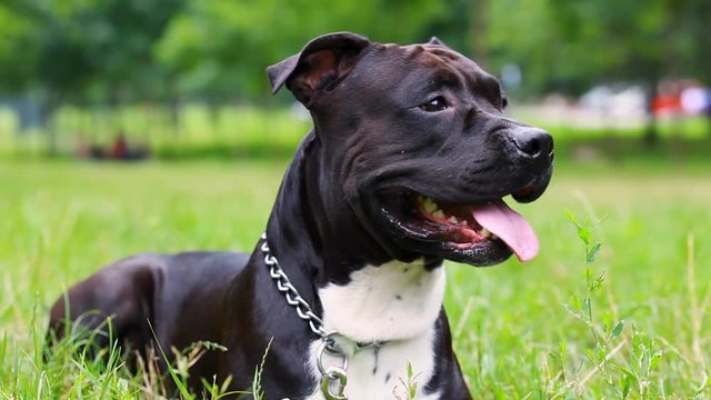 black american staffordshire terrier lies in a field close-up. the dog is watching.  Young pit bull white and black color sitting on a grassy lawn. Pit bull, black head pit bull is friendly 
