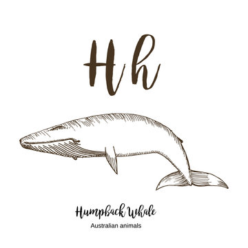 Whale, A to z, alphabet sketch australian animals drawing vector illustration. Vintage hand drawn with lettering. Ready for print. Letter W for whale. ABC.