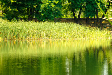 Young green reed on the background of the reservoir