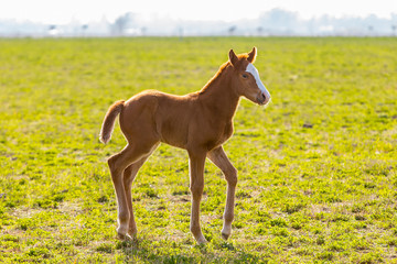 Fototapeta premium Cria