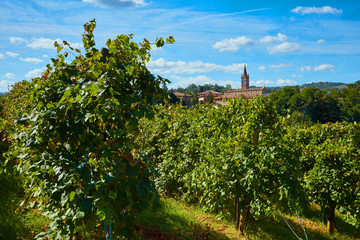 beautiful landscape, built in the province of Modena ITALY in the hills of Castelvetro / Levizzano, where the famous Lambrusco Grasparossa is produced