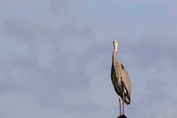 great blue heron on beach