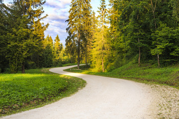 Landscape with winding gravel road in mixed coniferous forest on cloudy sky background